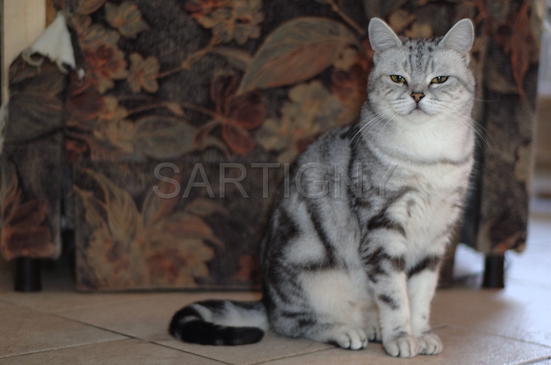BRITISH SHORTHAIR 057.jpg